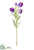 Nigella Spray - Purple - Pack of 12