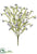 Waxflower Bush - Lavender Purple - Pack of 12