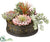 Succulent Garden - Green Rust - Pack of 4