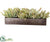 Aeonium Centerpiece - Green Mauve - Pack of 1