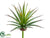 Yucca Pick - Green Burgundy - Pack of 12