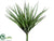 Yucca - Green Dark - Pack of 6