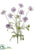 Scabiosa Bush - Amethyst - Pack of 6