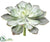 Echeveria Pick - Green Gray - Pack of 8