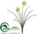 Allium Bush - Cream - Pack of 24