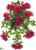 Outdoor Azalea Hanging Bush - Beauty - Pack of 6