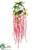 Amaranthus Hanging Bush - Boysenberry - Pack of 12