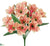 Amaryllis Bush - Peach Coral - Pack of 12