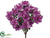 Azalea Bush - Boysenberry - Pack of 6