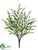 Astilbe Bush - White - Pack of 12