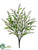 Astilbe Bush - White - Pack of 12