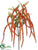 Amaranthus Hanging Bush - Orange - Pack of 12