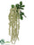 Astilbe Hanging Bush - Cream - Pack of 6