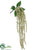 Astilbe Hanging Bush - Cream - Pack of 6