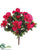 Azalea Bush - Beauty - Pack of 36