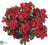 Azalea Bush - Red - Pack of 12