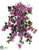 Bougainvillea Hanging Bush - Orchid - Pack of 6