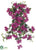 Bougainvillea Hanging Bush - Violet - Pack of 6