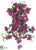 Bougainvillea Hanging Bush - Violet - Pack of 6