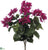 Outdoor Bougainvillea Bush - Boysenberry - Pack of 12