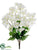 Bougainvillea Bush - Cream White - Pack of 12