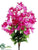 Bougainvillea Bush - Fuchsia - Pack of 12