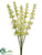 Bells of Ireland Bush - Cream Green - Pack of 12