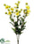 Cosmos Bush - Yellow - Pack of 12