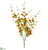 Chinese Lantern Bush - Orange - Pack of 6