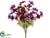 Cosmos Bush - Burgundy Purple - Pack of 12