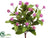 Clover Bush - Pink - Pack of 12