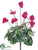 Cyclamen Bush - Beauty Dark - Pack of 12