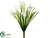 Calla Lily Bush - Cream Green - Pack of 12