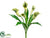 Calla Lily Bush - Green - Pack of 6