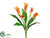 Calla Lily Bush - Orange Yellow - Pack of 6