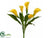 Calla Lily Bush - Yellow Soft - Pack of 6