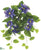 Outdoor Clematis Bush - Purple - Pack of 6