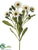 Calendula Bush - White - Pack of 12