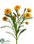 Calendula Bush - Yellow Gold - Pack of 12