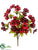 Cosmos Bush - Burgundy Wine - Pack of 12