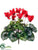 Cyclamen Bush - Red - Pack of 6