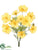 Cosmos Bush - Yellow - Pack of 12