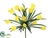 Mini Crocus Bush - Yellow - Pack of 24