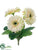 Gerbera Daisy Bush - Peach Green - Pack of 12