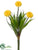 Aster Daisy Bush - Yellow - Pack of 12