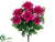 Dahlia Bush - Beauty - Pack of 12