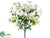 Daisy Bush - Cream White - Pack of 12