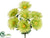 Gerbera Daisy Bush - Green - Pack of 24