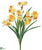 Daffodil Bush - Yellow - Pack of 12