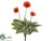 Gerbera Daisy Bush - Orange - Pack of 12